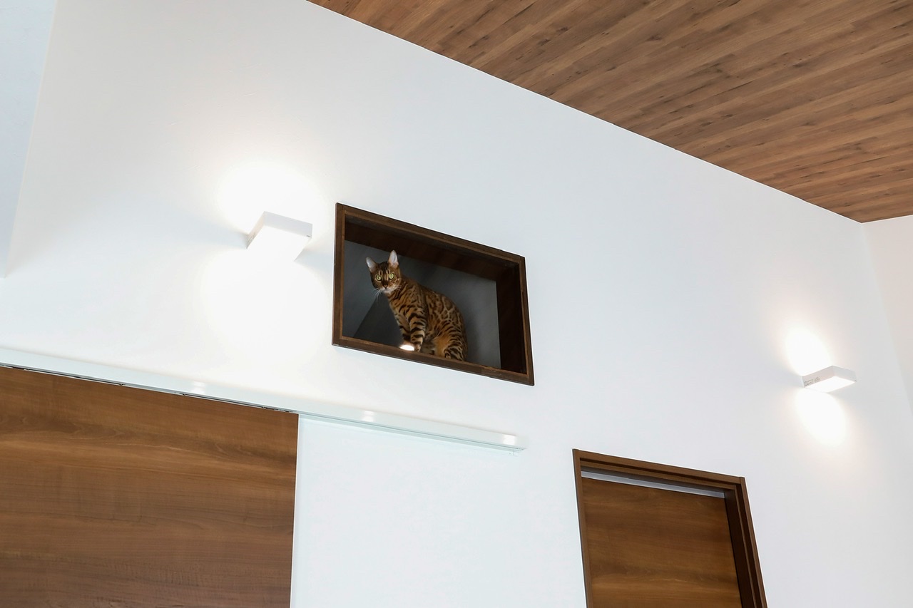 猫ちゃんルームの窓 ギャラリー写真